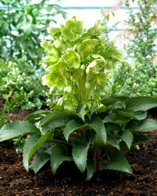 Helleborus argutifolius
