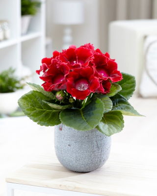 Gloxinia - Defiance