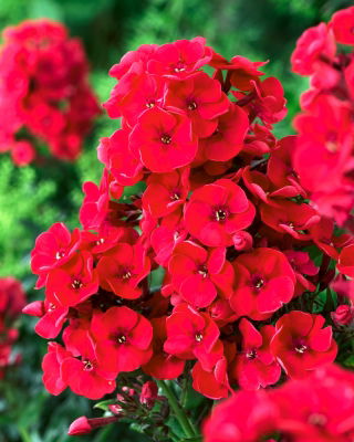 Флокс Червен - луковица / грудка / корен - Phlox