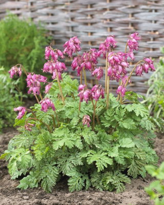 Western bleeding heart "Luxuriant" - 1 piece; wild bleeding heart, Pacific bleeding heart