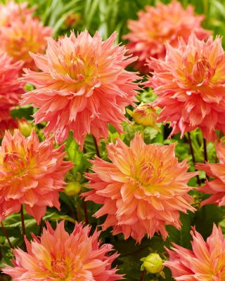 Dalia "Omega" - 