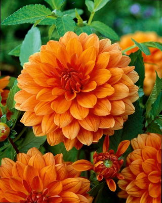 Dahlia Orange