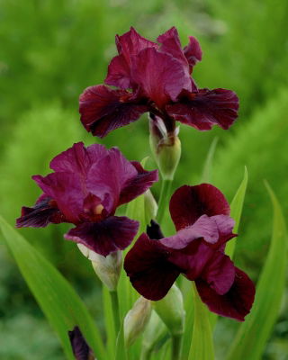 Iris "Jutarnji šou"; bradati iris - 