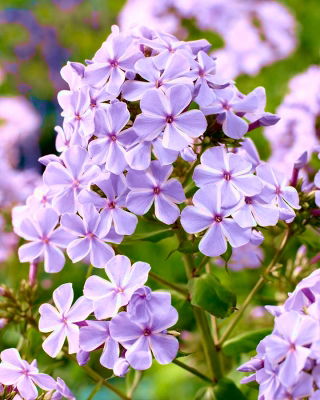 フロックスオールインワン - 球根/塊茎/根 - Phlox