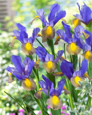 Ірис голландський - Mystic Beauty - 10 шт - 