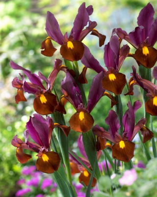 Dutch iris - Red Ember - 10 pcs