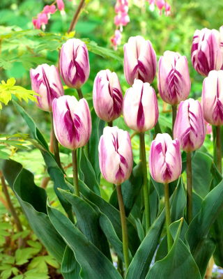 Tulipa Flaming Flag - paquete de 5 piezas