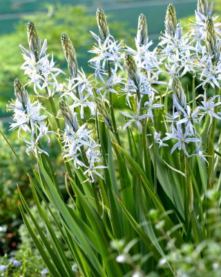 Cama lui Cusick - 2 buc.; quamash, zambila indiană, camash, zambila sălbatică, Camassia