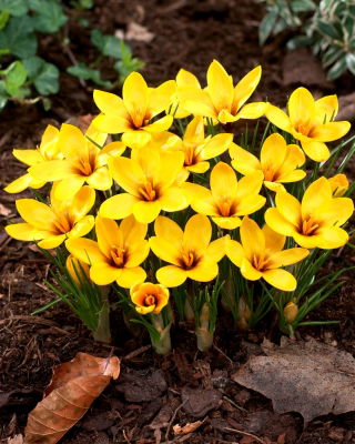 Crocus Korolkowii - large package! - 100 pcs