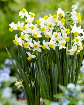 Daffodil, narcissus 'Canaliculatus' - 5 pcs