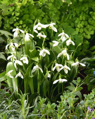 Snowdrop Woronowii - pachet mare! - 50 buc.