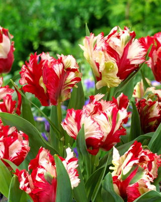 Tulp 'Estella Rijnveld' - 5 st - 