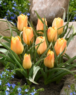 Tulip 'Batalinii Bright Gem' - large package - 50 pcs