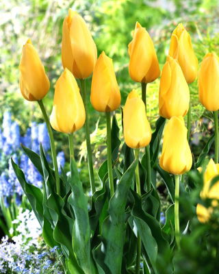 Tulip Big Smile - stor pakke! - 50 stk