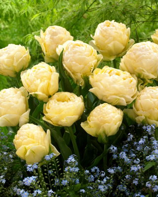Tulpan 'Bowl of Beauty' - 5 st