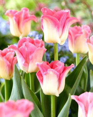Tulipano 'Crown of Dynasty' - 5 pezzi