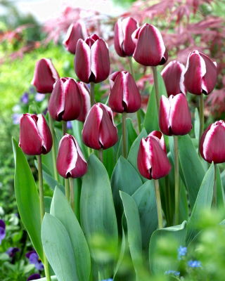 Tulipán 'Fontainebleau' - 5 db.