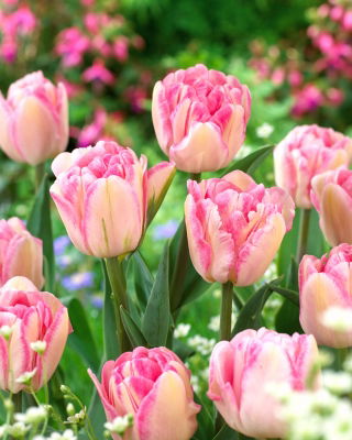 Tulip 'Foxtrot' - large package - 50 pcs