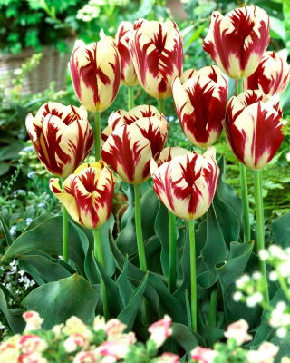 Tulip Grand Perfection - large package! - 50 pcs