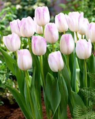 Tulip Gwen - 5 kom