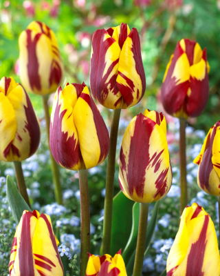 Tulip 'Helmar' - 5 pcs