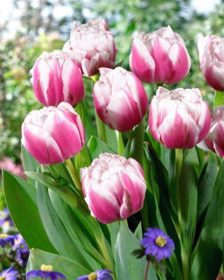 Tulip Melrose - ¡paquete grande! - 50 pcs