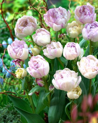 Tulip Normandie - 5 pcs