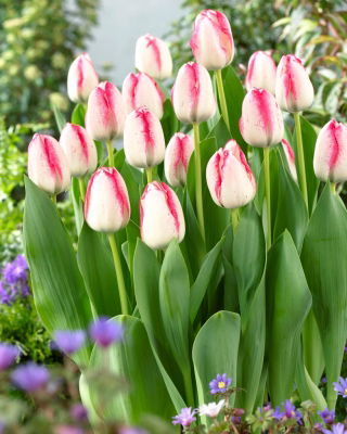 Tulip Playgirl - 5 pcs