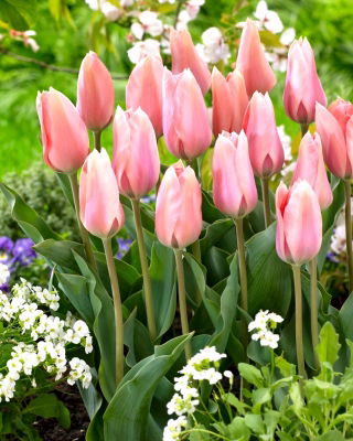 Tulip Poco Loco - 5 pcs