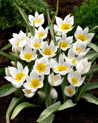 Tulip Polychroma - großes Paket! - 50 Stück
