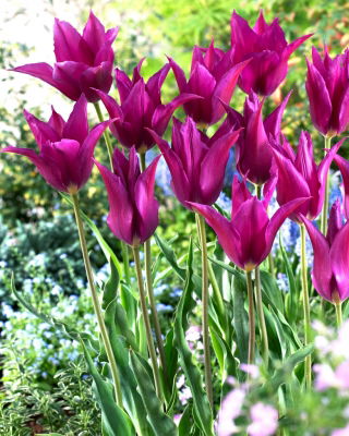Tulip Purple Dream - veliko pakiranje! - 50 kom