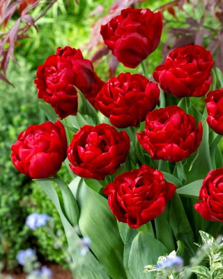 Tulipán 'Red Baby Doll' - 5 db.