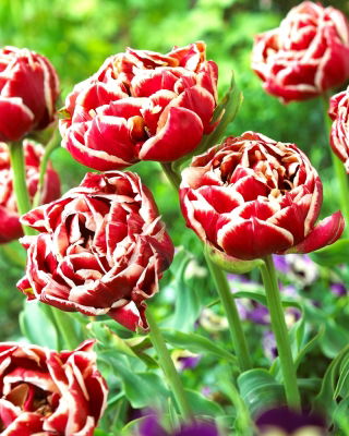 Tulip Starline - großes Paket! - 50 Stück