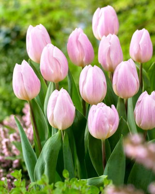 Tulipán 'Édes zászló' - 5 db.