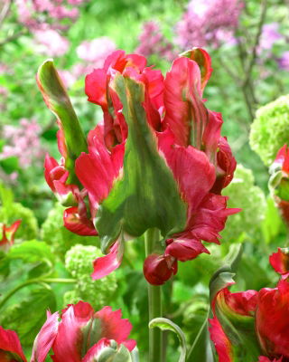 Tulip Red Wave - 5 pcs