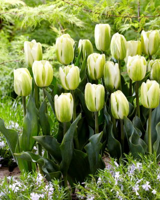Tulipano 'Green Spirit' - confezione grande - 50 pz