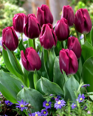 Tulipan Recreado - pakke med 5 stk - Tulipa Recreado
