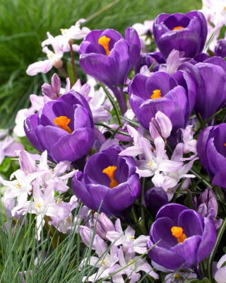 Crocus viola e set rosa Gloria della neve di Forbes - 100 pz