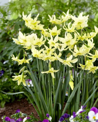 Daffodil, narcissus Exotic Mystery - 5 pezzi