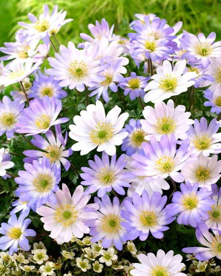 Anêmona dos Balcãs - conjunto de 2 variedades de flores brancas e azuis - 80 unidades; Windflower grego, windflower inverno - 