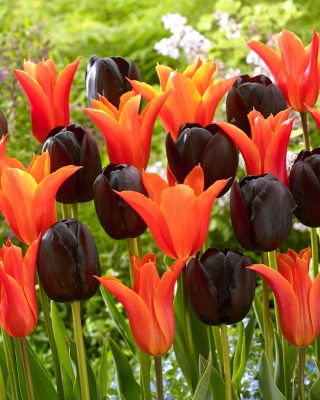 Orange and crimson-purple set of 2 tulip varieties - 50 pcs