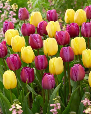 Ensemble de tulipes violettes et jaunes - 50 pièces - 