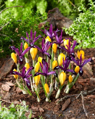 Keltainen krookus ja violetti iirissetti - 100 kpl - 