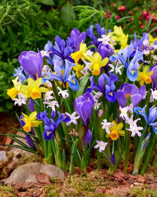 Spring mix - juego de 5 plantas con flores de primavera - 90 piezas