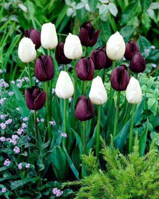 Conjunto púrpura carmesim e branco de 2 variedades de tulipa - 50 unidades