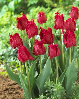 Tulip Barbados - büyük paket! - 50 parça - 