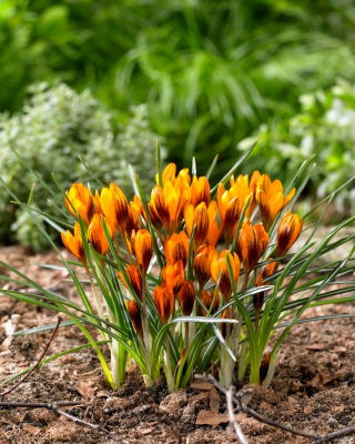 Crocus Orange Monarch - large package! - 100 pcs