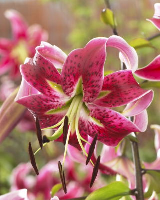 Tree lily - Miss Feya - large package! - 10 pcs