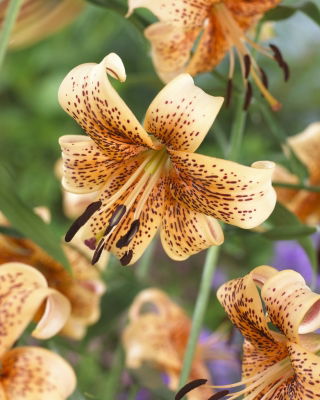 Lily - Tiger Babies - confezione grande! - 10 pezzi
