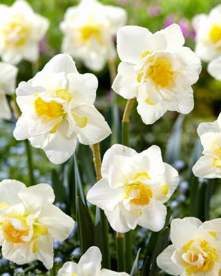 Daffodil, narcissus White Lion - large package! - 50 pcs